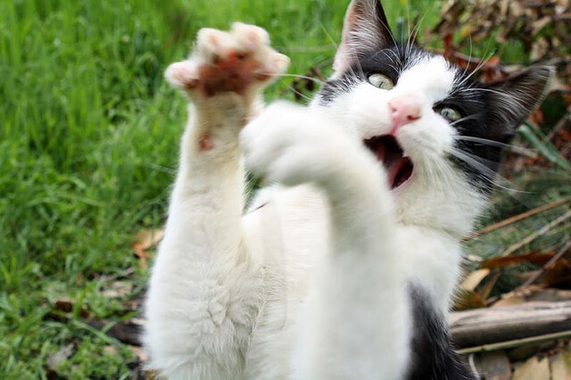 神迹降临！胡金秋一人打崩整支深圳队，福建横扫之谜背后藏致命杀招