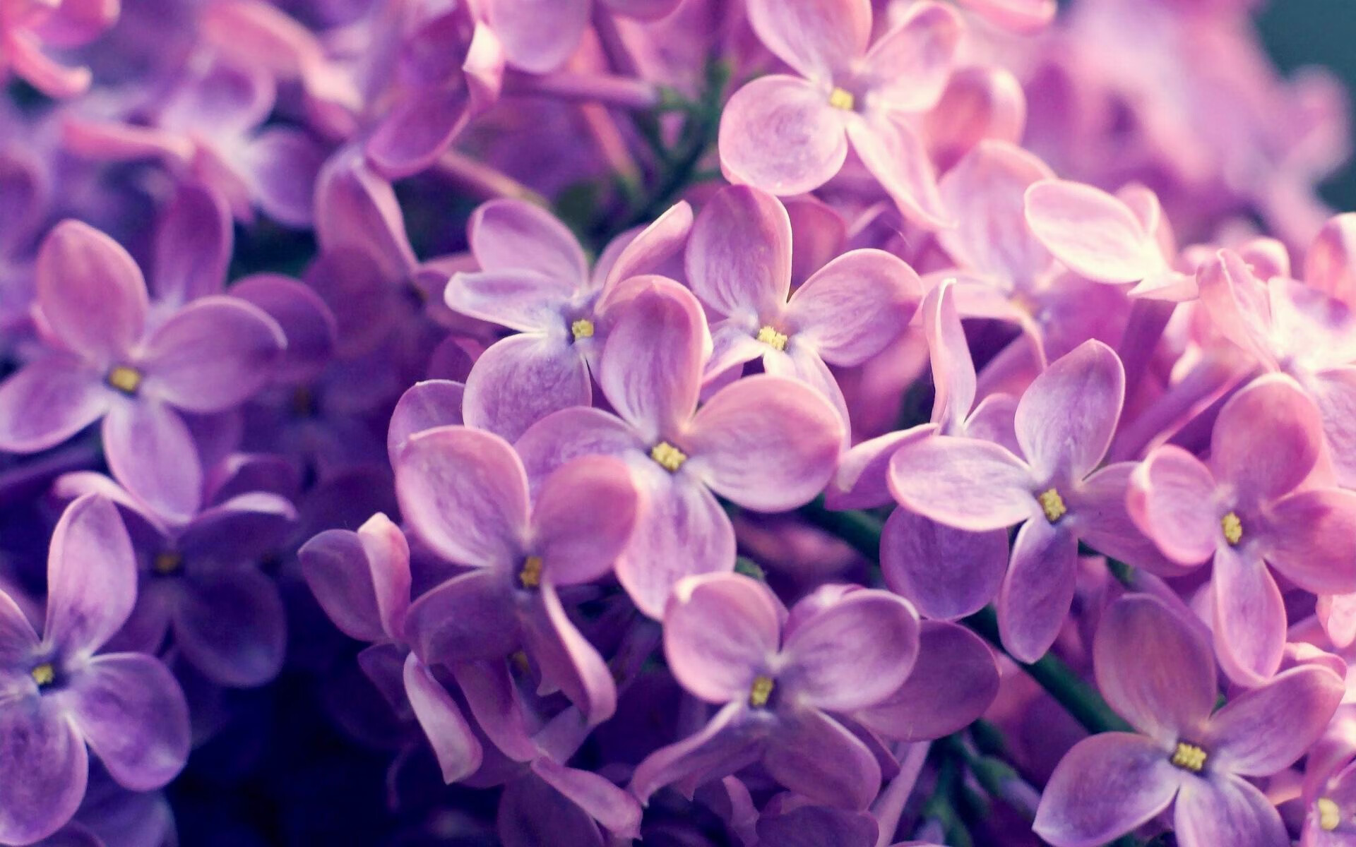 时空交错，当深圳队鏖战麦迪逊，利拉德冷血绝杀改写篮球宇宙