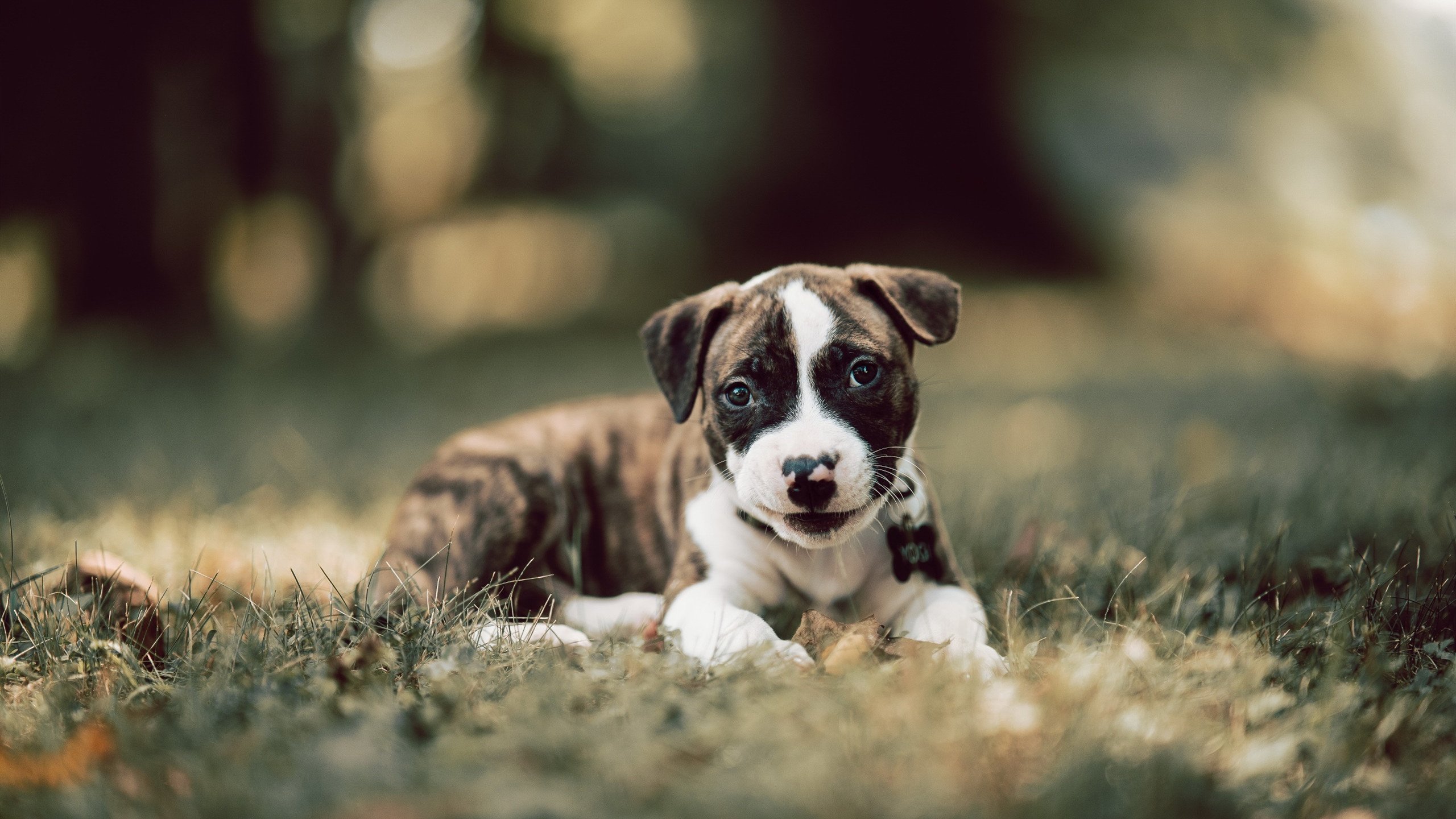 绿茵场的双重奏,伊拉克提前终结悬念,哈兰德完成自我救赎