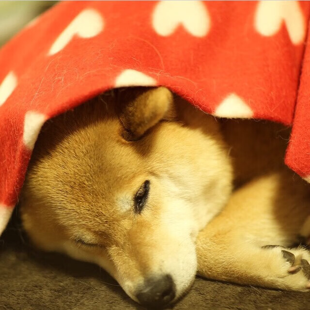 篮球之光,太阳关键突围与贝恩欧冠半决赛的接管时刻