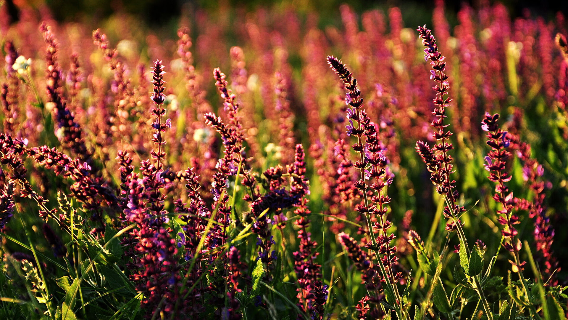 黄喜灿,一道刺破阿根廷节奏的亚洲闪电