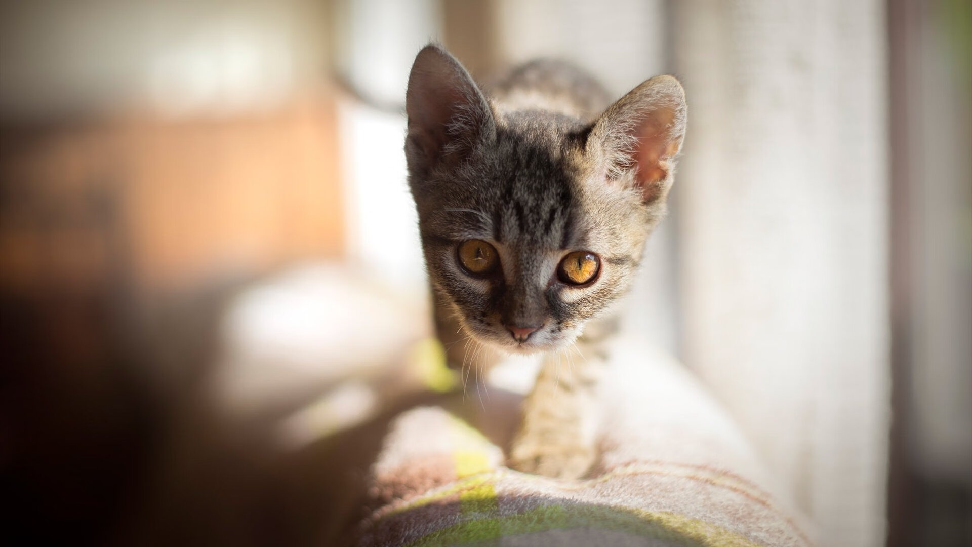 魔笛吹响高原,巴斯托尼的战术魔法,让玻利维亚在稀薄空气中掀翻乌拉圭巨人