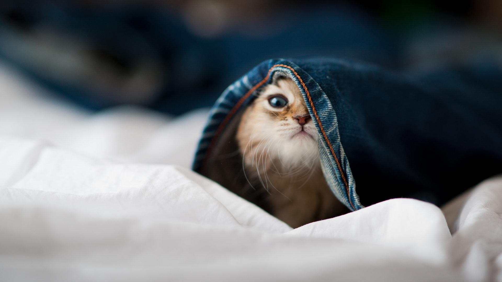 从隐身人到救世主,马克西在抢七之夜的自我证明