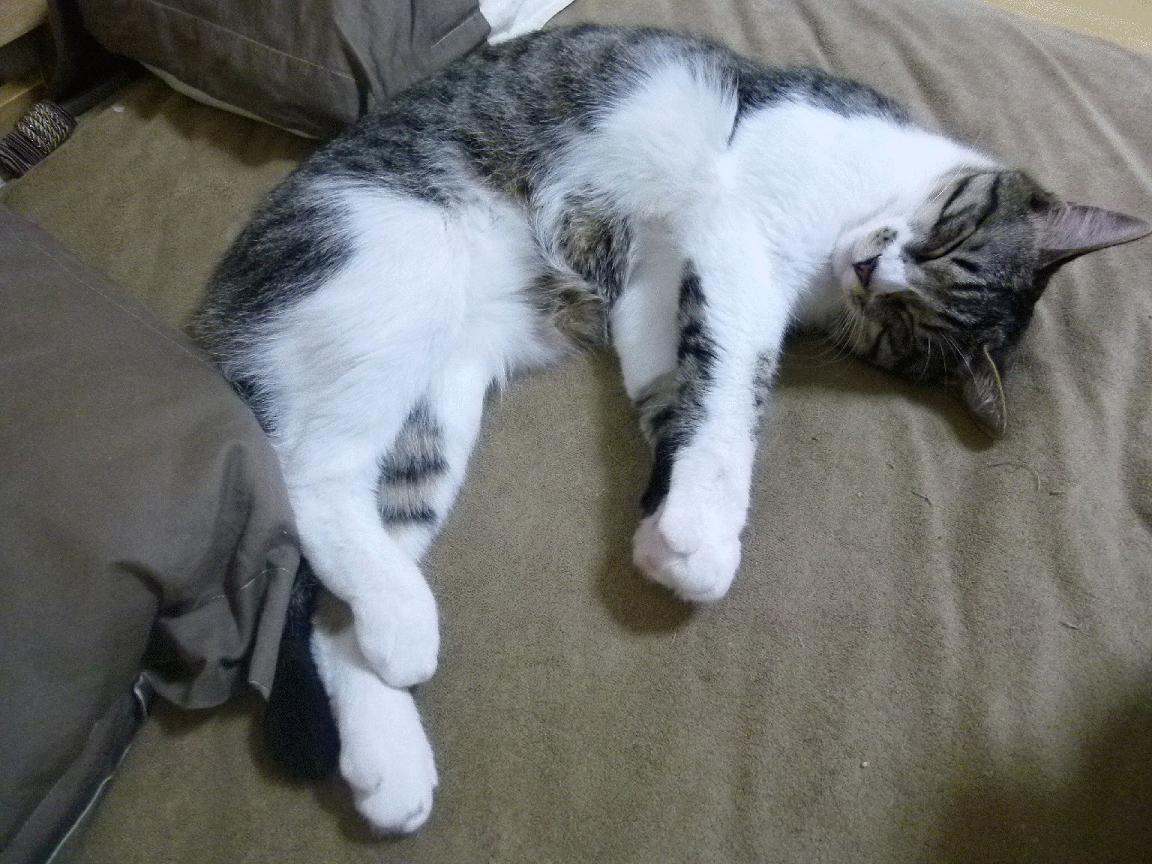 战神降临!保罗36分导演闪电战,深圳半场击溃广厦诠释极致攻防