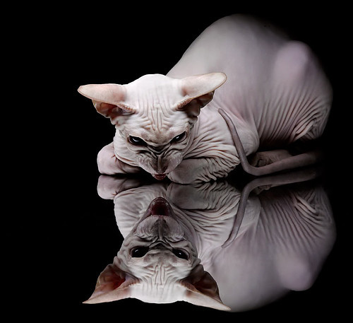 悬念终结于数据洪流，保罗的2026世界杯之夜，如何用数字改写足球史诗