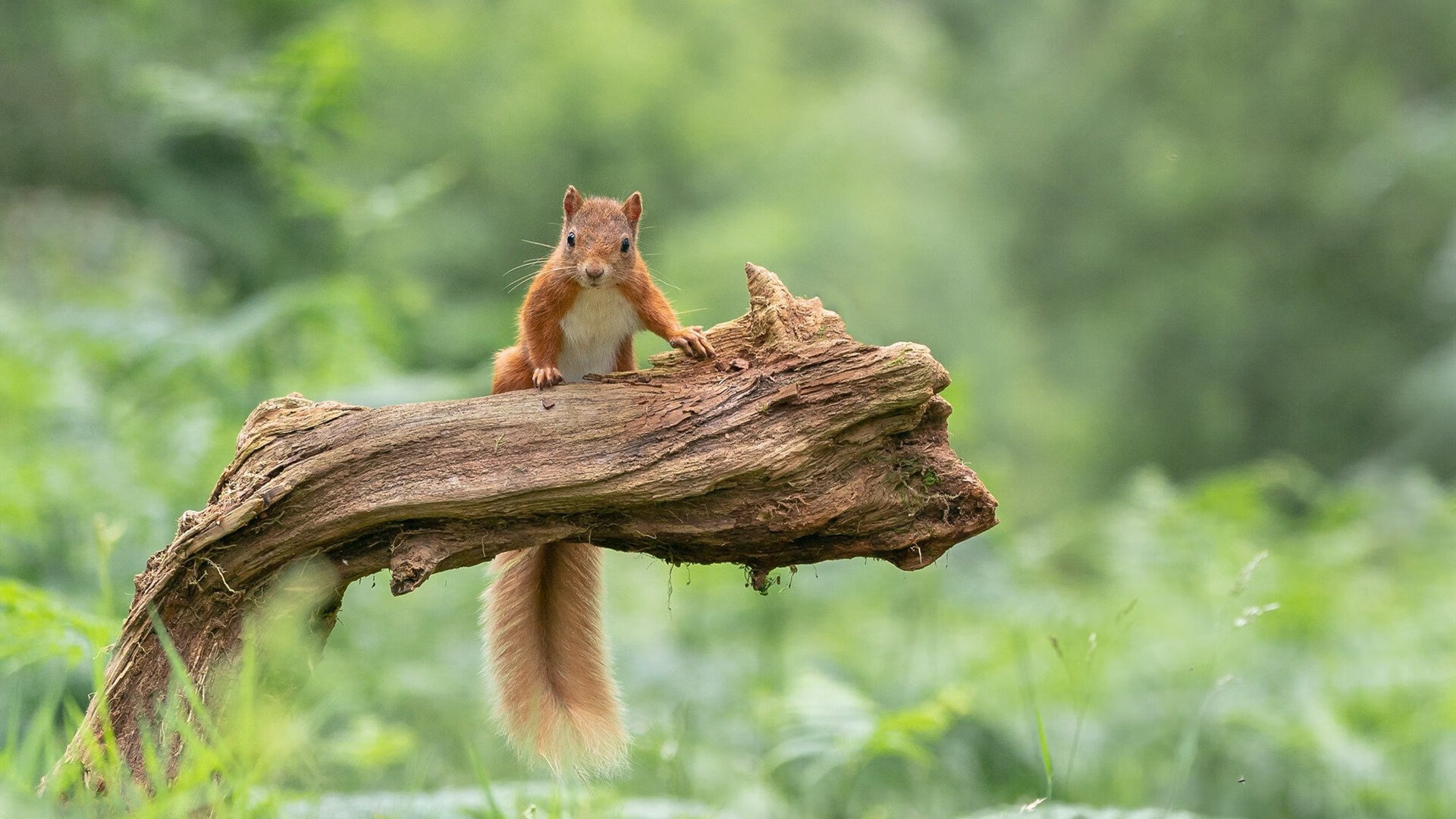 暗夜统治者,罗德里在NBA季后赛之夜的攻防交响