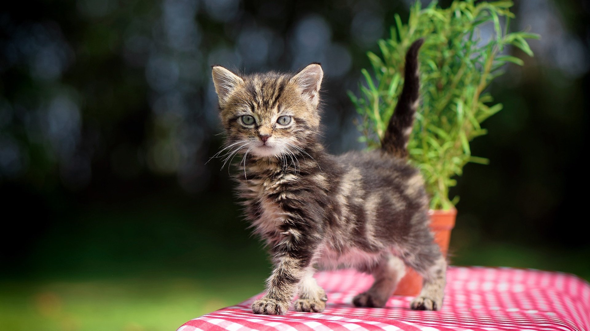 冰与火之歌，文班亚马连珠炮难救主，公牛团队铁蹄踏平上海滩