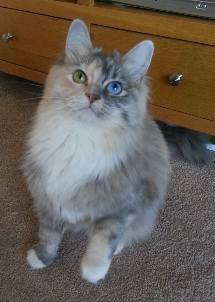 银河信号，拉什福德的火线与法国队的暗夜突袭