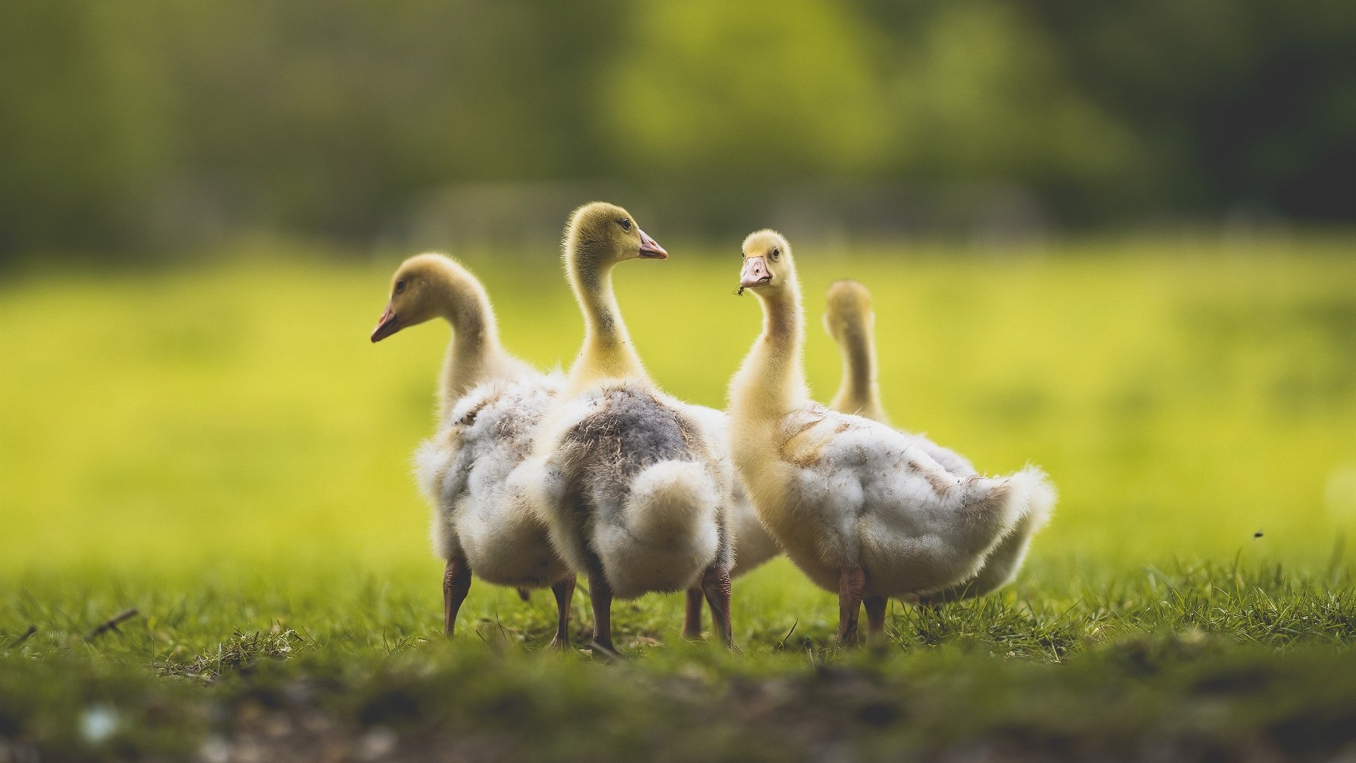 猩红獠牙，布克致命獠牙撕裂辽宁，灰熊怒涛粉碎卫冕冠军