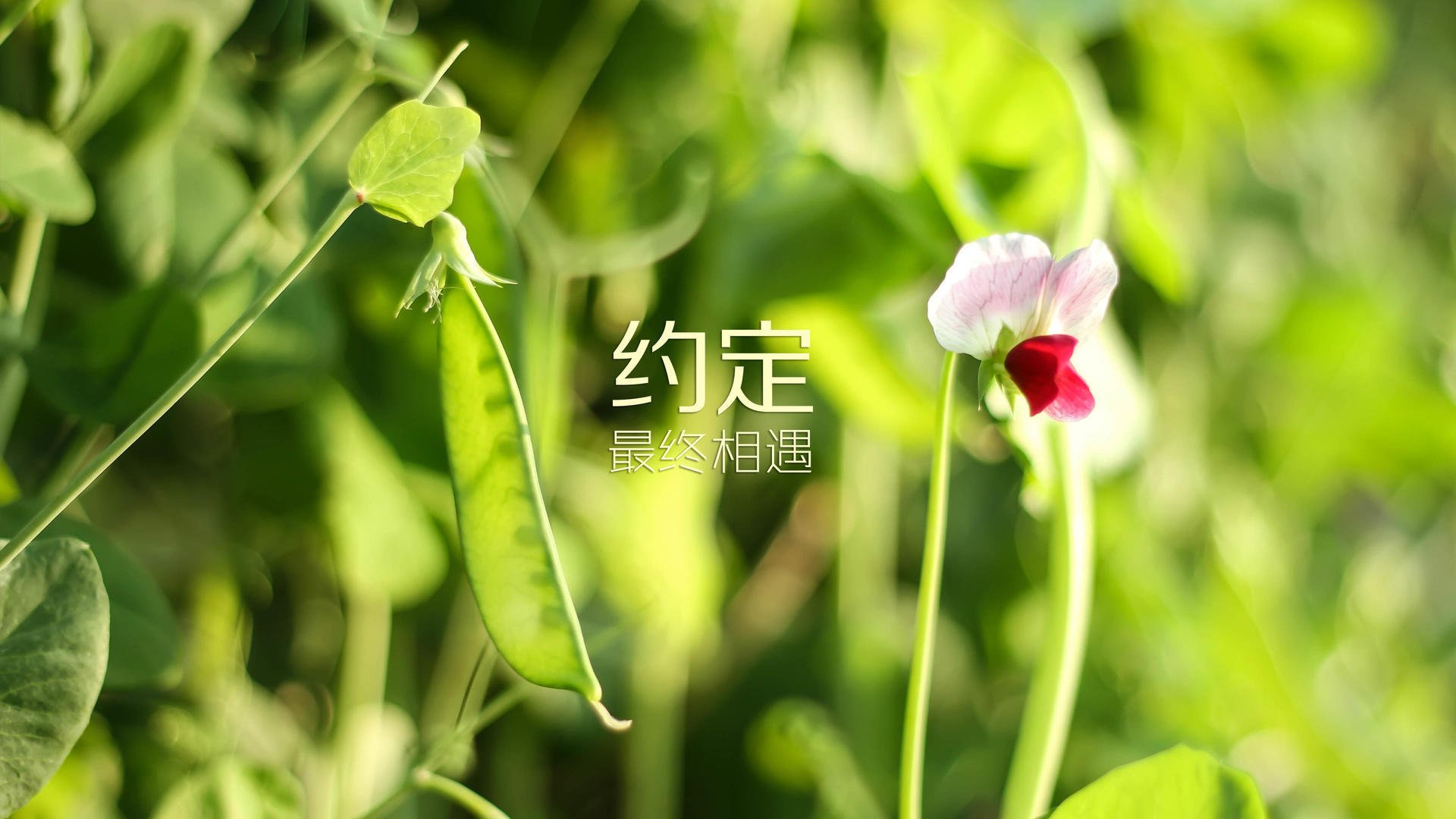 奇迹之夜,2026世界杯强强对话,越南掀翻克罗地亚,努涅斯独造三球闪耀世界
